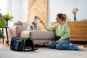 In aereo col cane: 5 consigli per volare con Fido