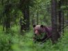 orso-nella-foresta-estone