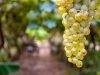 gran-canaria-i-vigneti-della-finca-la-laja