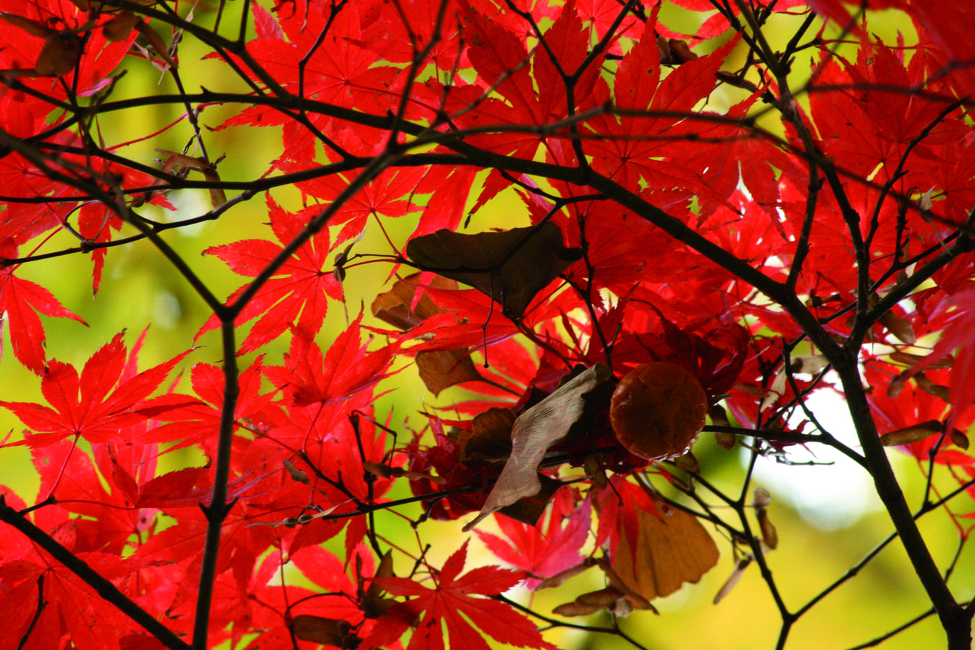 I luoghi del foliage: il Castello di Miradolo