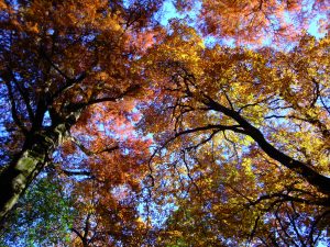 I luoghi del foliage: il Castello di Miradolo