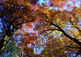 I luoghi del foliage: il Castello di Miradolo