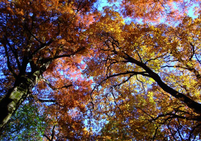 I luoghi del foliage: il Castello di Miradolo