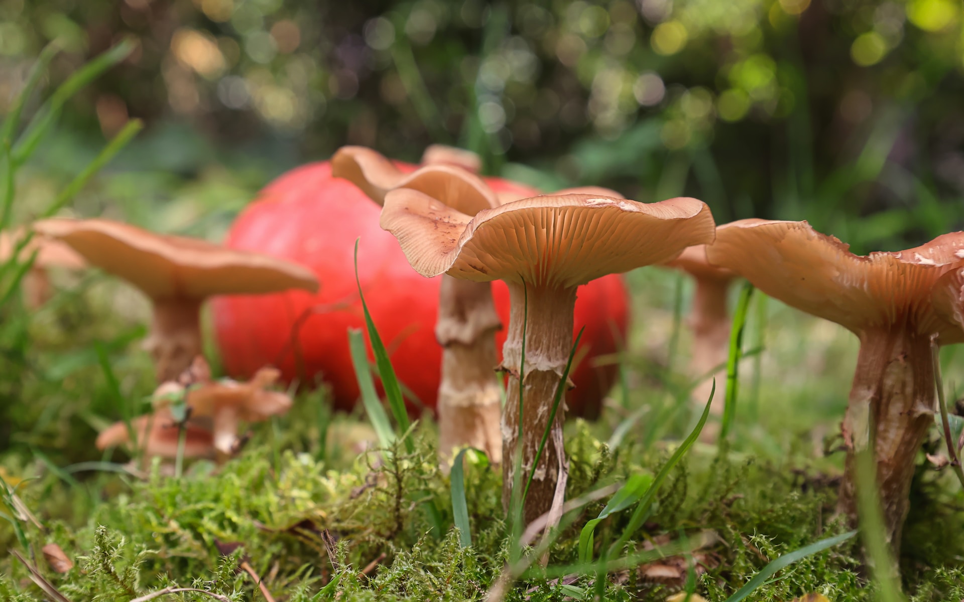 Iniziare ad andare a funghi: la guida per principianti
