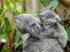 01-il-koala-e-lanimale-che-dorme-di-piu-al-mondo