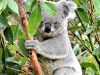 01-koala-dorme-fino-a-22-ore-al-giorno