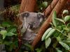 01-koala-indolente-dorme-sugli-alberi