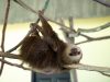 02-bradipo-lentissimo-e-dormiglione