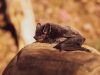 03-il-pipistrello-dorme-15-20-ore-al-giorno