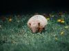 04-armadillo-animale-solitario-e-notturno