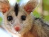 06-opossum-timido-e-sonnolento