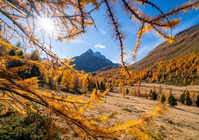 Autunno a Bormio: foliage, castagne, trekking e bramito dei cervi in amore  --- (Fonte immagine: https://www.sportoutdoor24.it/app/uploads/2023/10/Autunno-Bormio-1-670x470.jpg)