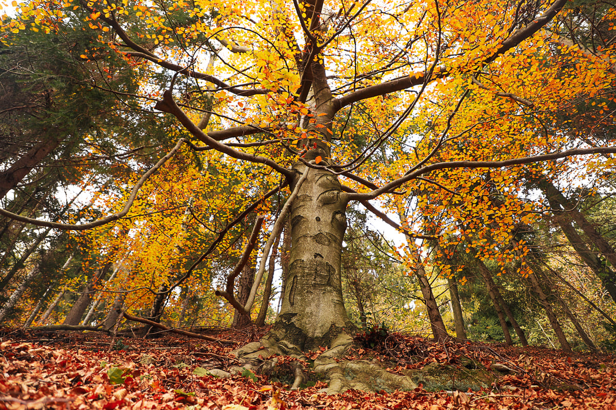 Autunno in Oasi Zegna, nell'incanto della natura che si trasforma