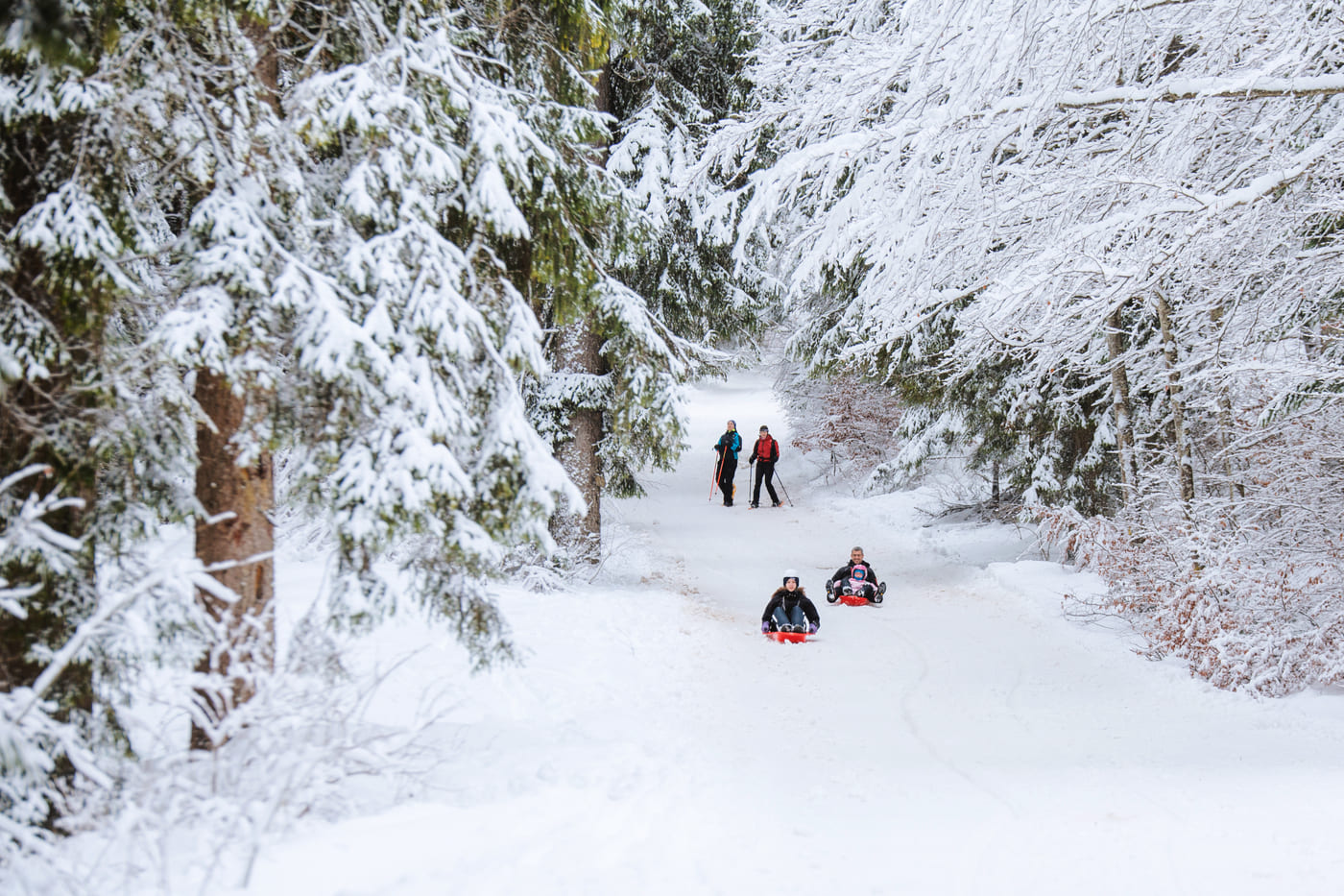 Arriva l'inverno in Dolomiti Paganella: la neve per tutti i gusti