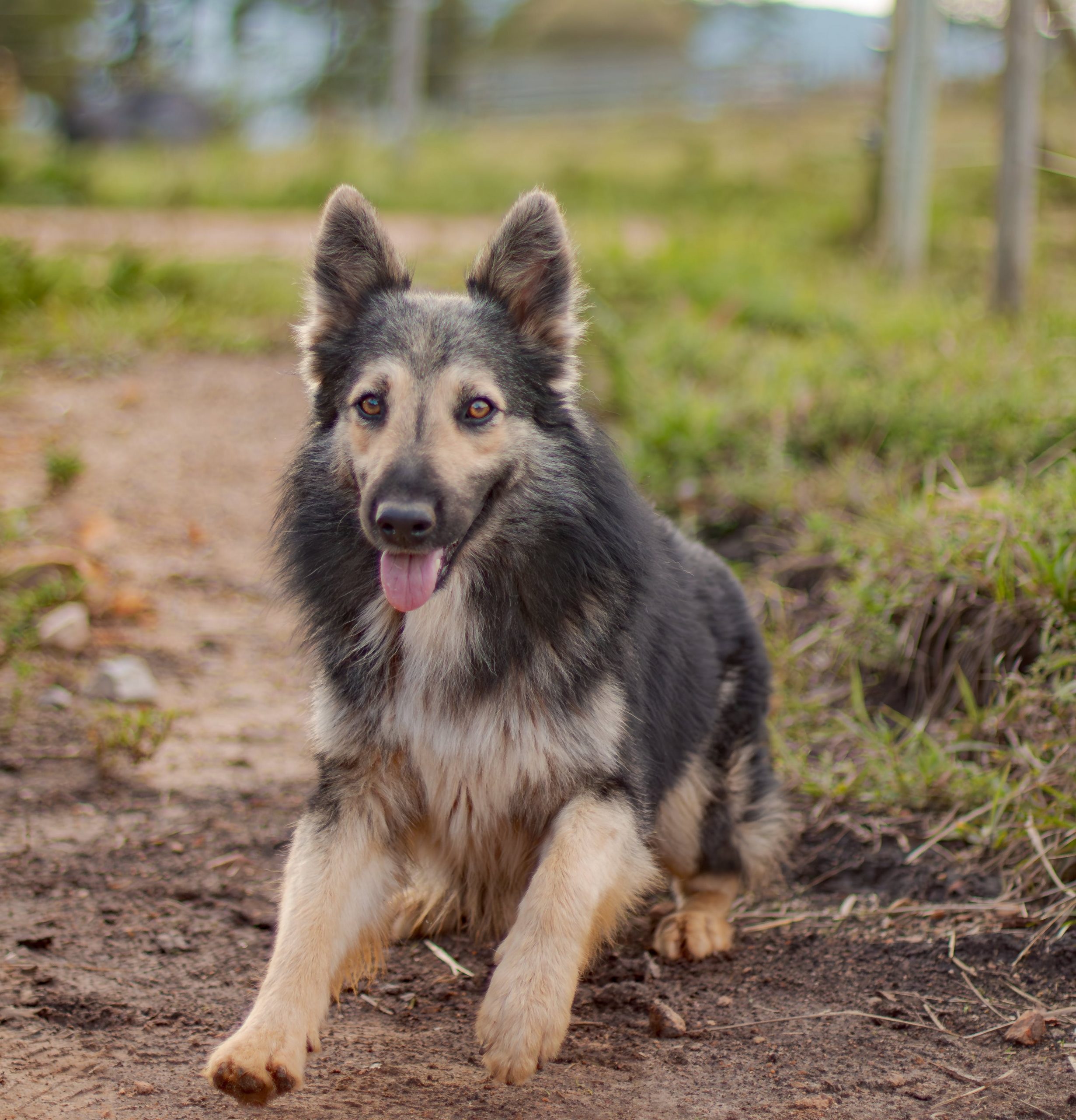 cane-pastore-sentiero