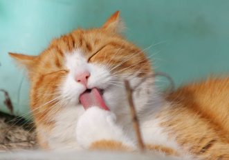 10 cibi vietati ai gatti: forse molti non li conosci