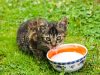 1-latte-fa-male-ai-gatti-molti-non-lo-tollerano-e-possono-sviluppare-diarrea