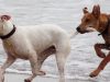 i-cani-domestici-usano-la-coda-per-comunicare-sia-con-gli-altri-cani-sia-con-gli-esseri-umani