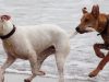 i-cani-domestici-usano-la-coda-per-comunicare-sia-con-gli-altri-cani-sia-con-gli-esseri-umani