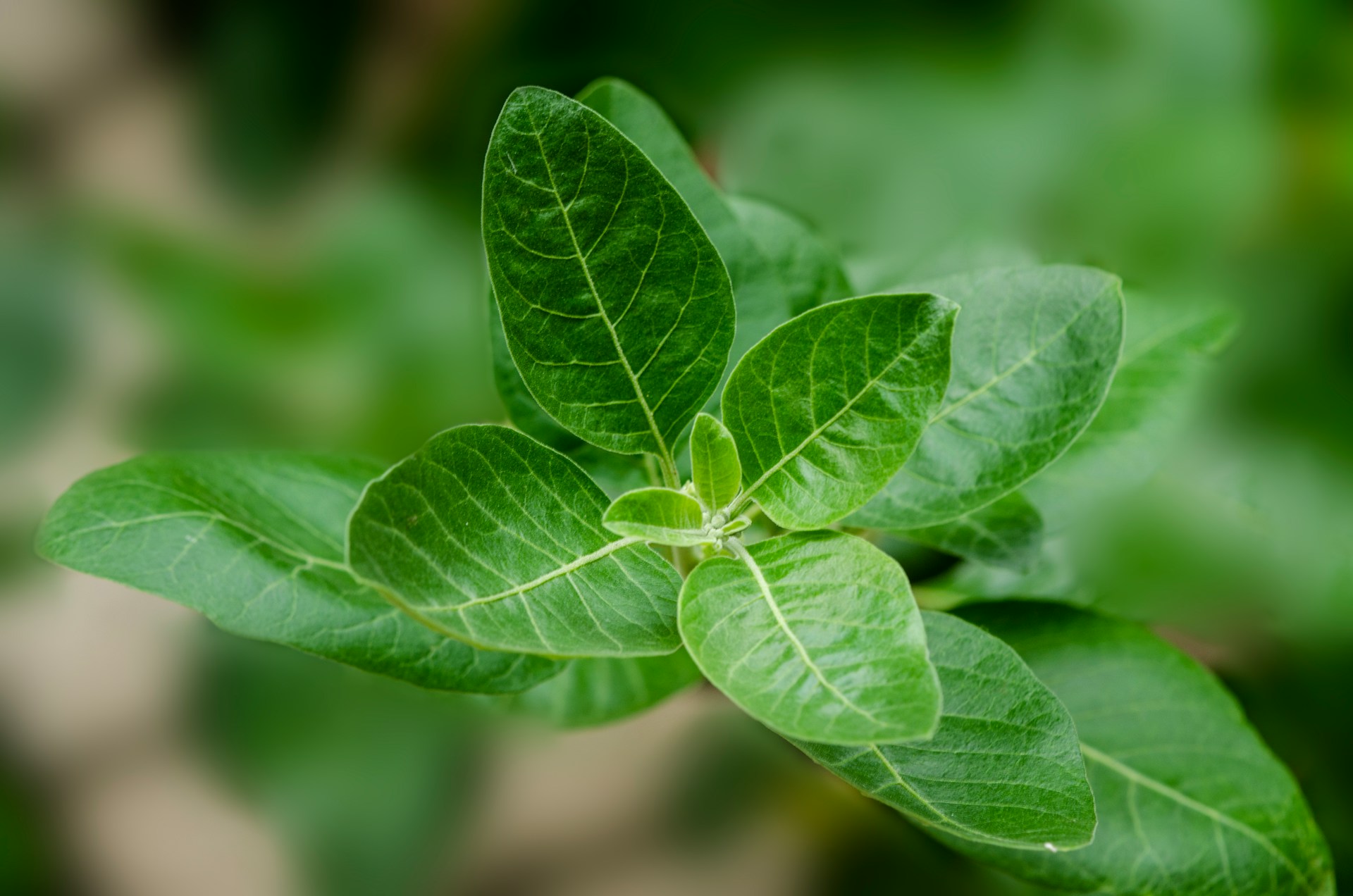 Integratori Naturali per gli sportivi: il potere delle piante adattogene