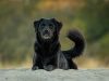 capire-perch-i-cani-scodinzolano-potrebbe-aiutare-i-proprietari-a-leggere-meglio-i-segnali-dei-loro-cuccioli