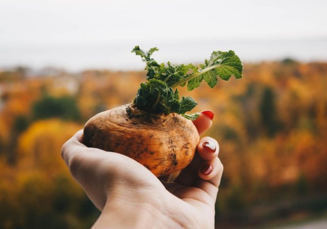 Integratori Naturali per gli sportivi: il potere delle piante adattogene