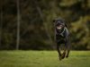 il-dobermann-considerato-un-cane-da-guardia-e-spesso-affianca-alcune-operazione-delle-forze-dellordine