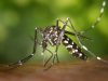 01-zanzara-trasmette-la-malaria-e-altre-malattie-sterminando-oltre-720000-persone-ogni-anno
