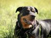 il-problema-del-rottweiler-spesso-il-suo-padrone-che-lo-utilizza-come-minaccia-per-il-prossimo-e-lo-addestra-per-svilupparne-laggressivit