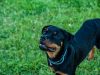 cani-molto-amabili-i-rottweiler-sono-guardinghi-verso-gli-sconosciuti-e-possono-apparire-minacciosi