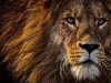 camerun-leoni-dafrica-il-soprannome-di-questa-nazionale