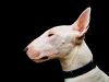 il-bull-terrier-un-cane-calmo-e-coraggioso-ma-pu-essere-aggressivo-e-va-comandato-con-sapienza