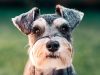 border-terrier-142-anni-di-vita-media-proprio-come-il-cugino-lakeland-terrier