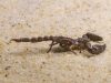 gambia-punge-come-lo-scorpione-africano-la-nazionale-di-questo-paese