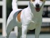 razza-molto-amabile-il-jack-russell-terrier-pu-essere-energico-e-ostinato-spesso-impiegato-nella-caccia-alla-volpe