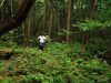 conosciuta-anche-come-la-foresta-dei-suicidi-la-foresta-di-aokigahara-un-luogo-di-calma-e-bellezza-durante-il-giorno