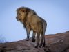 marocco-il-leone-dellatlante-ormai-estinto-rimane-lemblema-della-nazionale-nordafricana