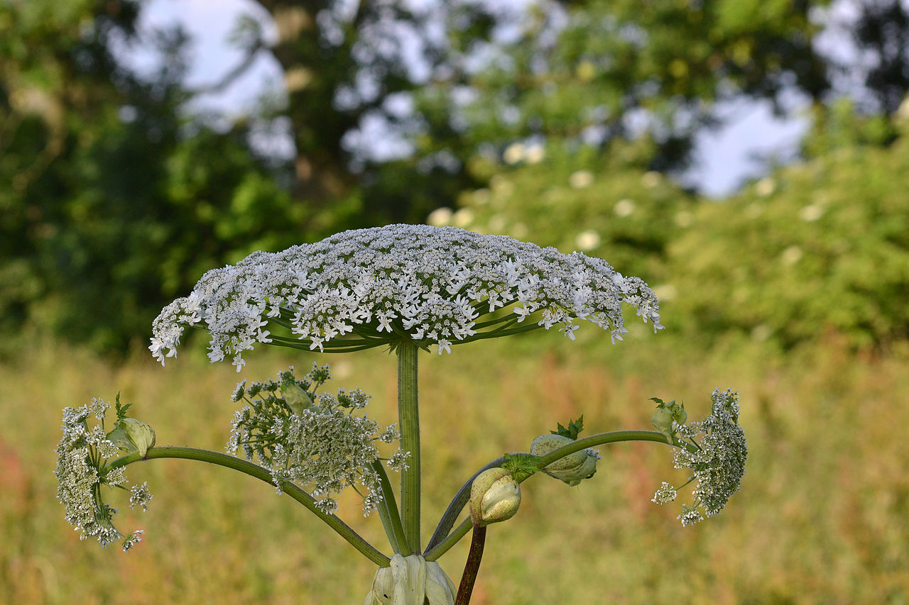 Heracleum mantegazzianum, la pianta molto pericolosa che puoi trovare sui sentieri nei boschi e lungo i fiumi