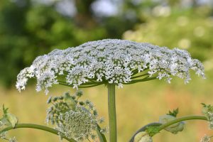 Heracleum mantegazzianum, la pianta molto pericolosa che puoi trovare sui sentieri nei boschi e lungo i fiumi