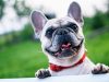bulldog-francese-98-anni-di-vita-media