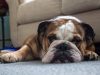 bulldog-inglese-98-anni-di-vita-media-proprio-come-il-cugino-francese