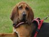 bloodhound-conosciuto-anche-come-cane-di-santuberto-ha-grandi-dimensioni-e-una-vita-media-di-93-anni