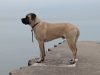 mastiff-9-anni-di-vita-media-per-questo-molosso-gi-presente-sulle-isole-britanniche-nel-vi-secolo-ac