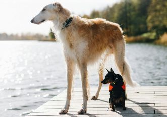 Le razze di cani che vivono di più: quanto conta la taglia, le foto