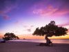 alberi-in-spiaggia-a-eagle