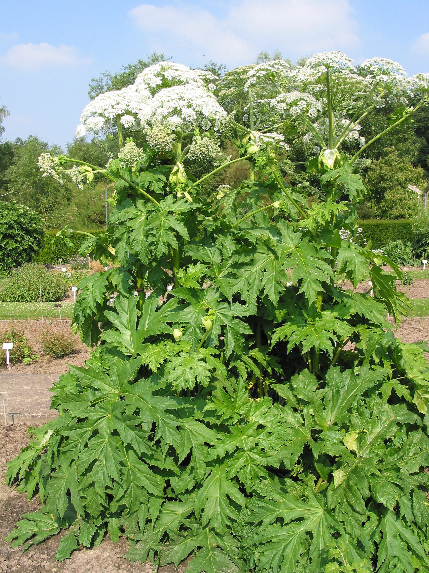 Heracleum mantegazzianum, la pianta molto pericolosa che puoi trovare sui sentieri nei boschi e lungo i fiumi