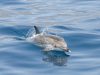 i-tursiopi-vedere-i-delfini-in-mare-allalba-dalle-imbarcazioni-per-losservazione-dei-cetacei-o-anche-da-alcuni-punti-della-costa-diventata-unesperienza-molto-comune-per-turisti-e-abitanti