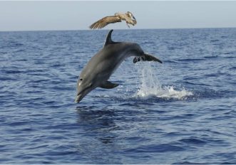 Le balene delle Canarie, spettacolo da vedere da vicino, foto