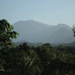 La vegetazione lussureggiante in Giamaica