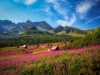 monti-tatra-e-la-natura-fiorita